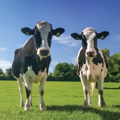 Cows