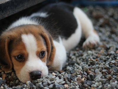 Keep an Eye on Your Pup For Signs of Any Health Problems