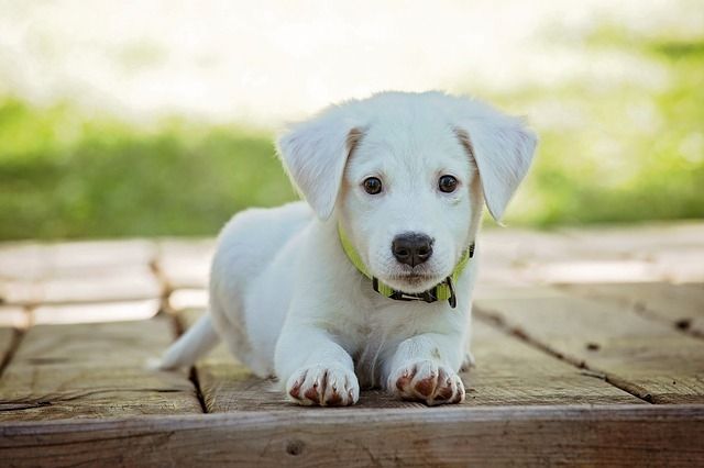 You May be Excited to Move but Your Pets May Not Be!