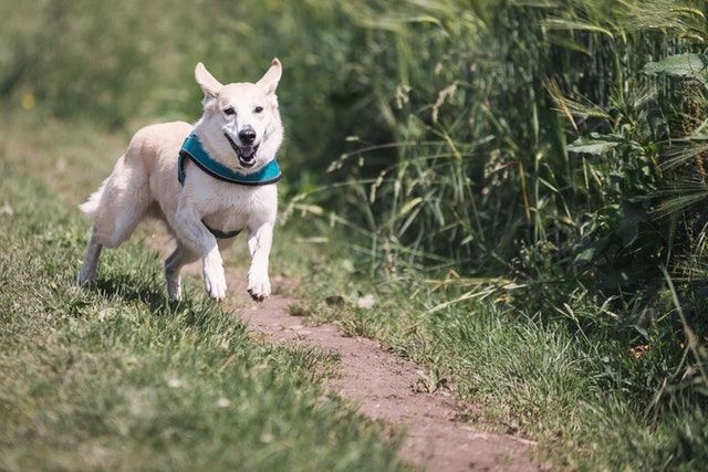 Dogs are Active Animals and it’s Common for Them to Occasionally Get Injured