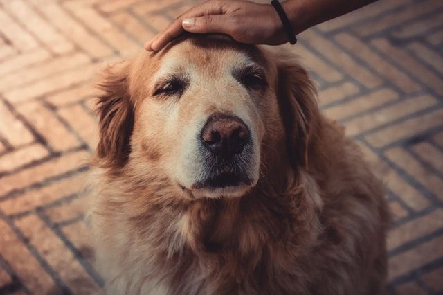 Keep Your Senior Dog Healthy and Happy with these Supplements