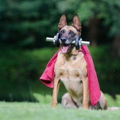 Help Your Beloved Pet Alleviate Their Allergy Symptoms with These Simple Tips
