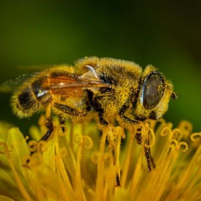 What Are the Health Benefits of Bee Pollen?