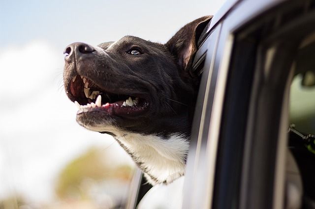 Many Dogs Get Stressed While Travelling – Here’s What You Can Do