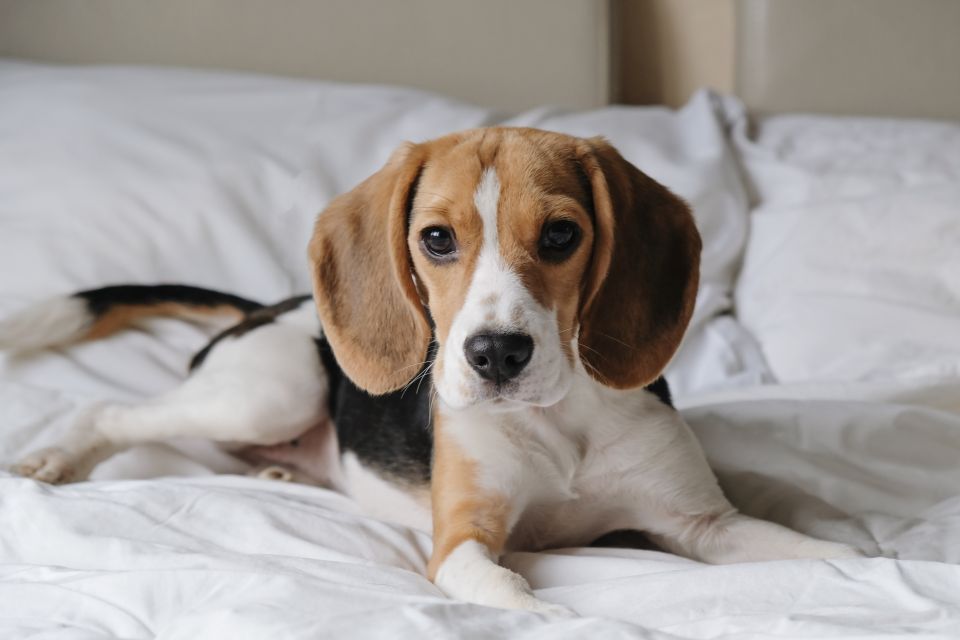 Has Your Dog Started Limping? Here are Some Common Causes and Solutions…