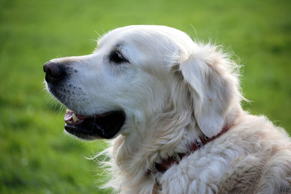 Top Ways to Boost Your Dogs Immune System Naturally