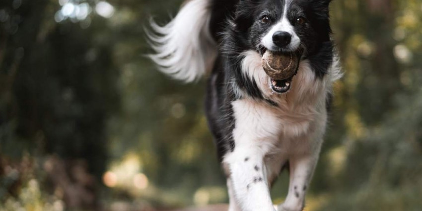 Tips for dogs with aggression