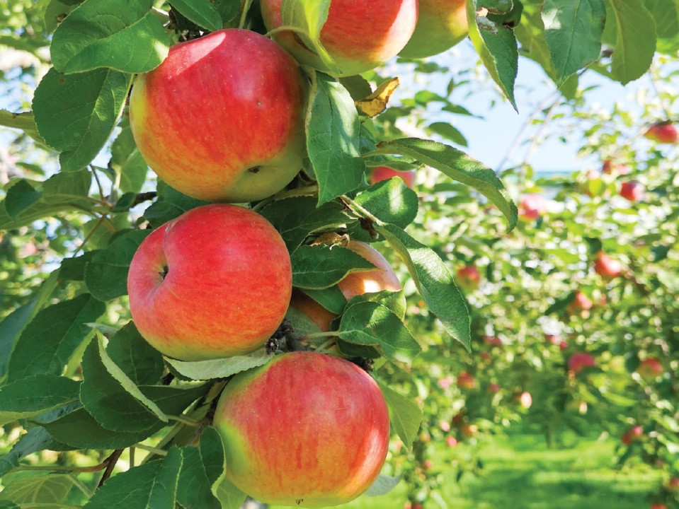 All About Apples: Health Benefits, Origins and More