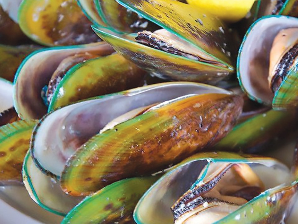 Green Lipped Mussel
