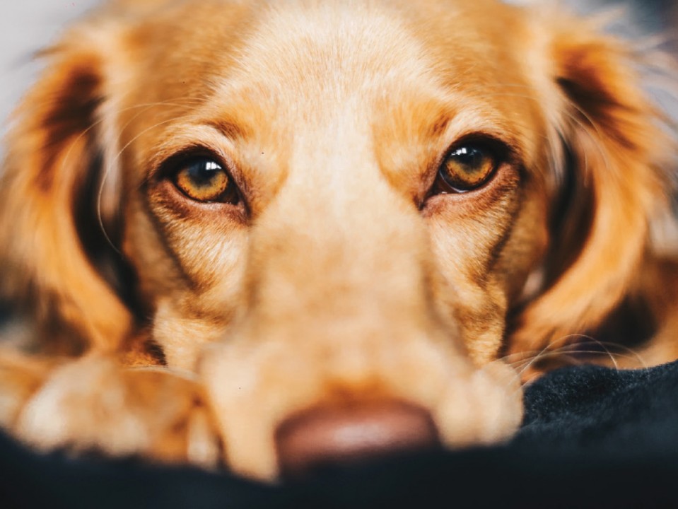 Pet mussel - How Can This Natural Supplement Help Your Cats & Dogs