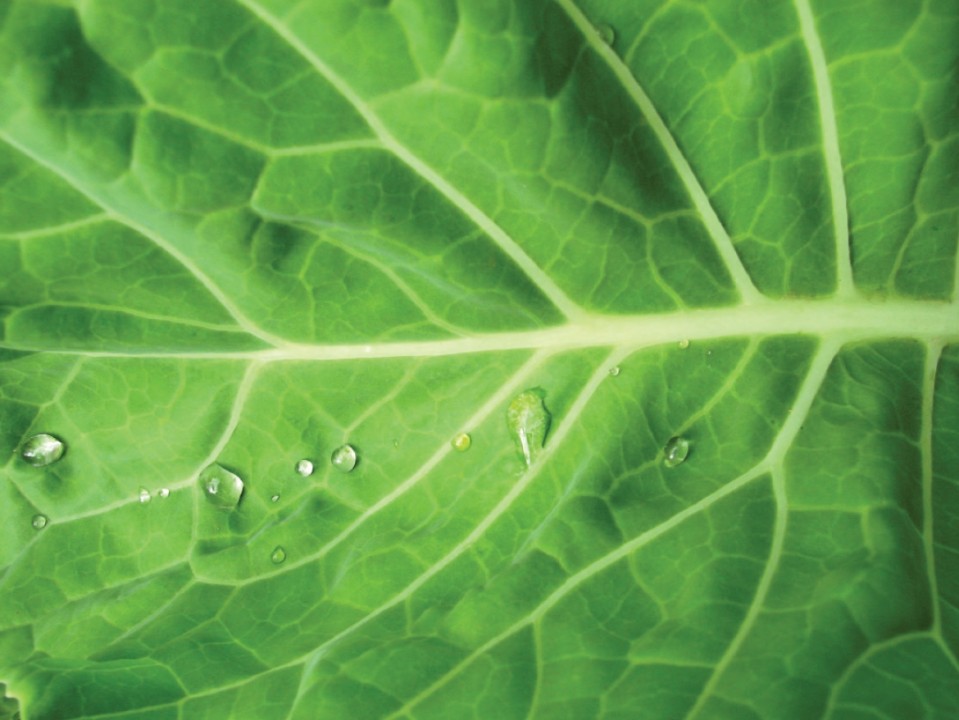The Humble Cabbage and its Health Benefits