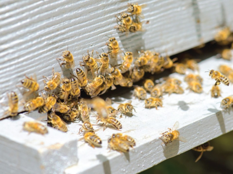 BeePollenArticle3