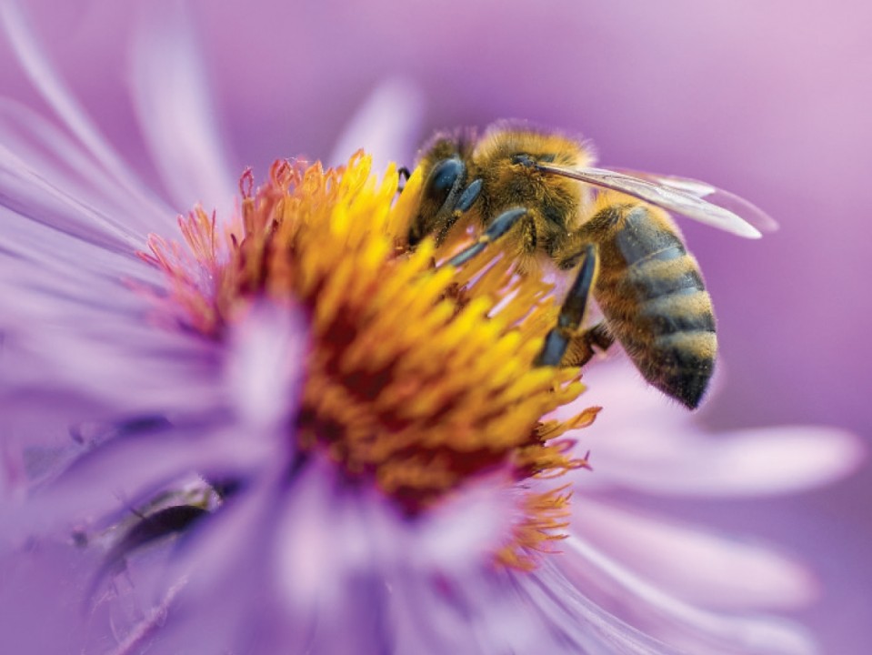 BeePollenArticle4