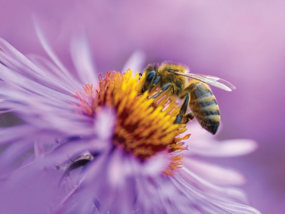 Boost Your Wellness and Vitality with New Zealand Bee Pollen Capsules!