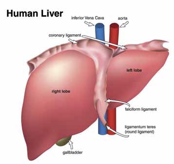 Liver