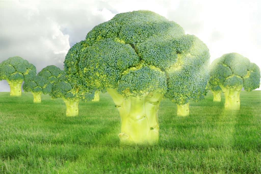 Prostate Health and some foods which may support good prostate health.