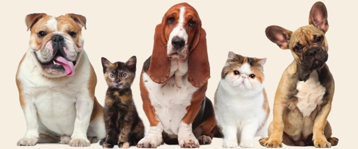 Pet Corner - Summer 2020/21