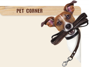 Pet Corner Summer 2015