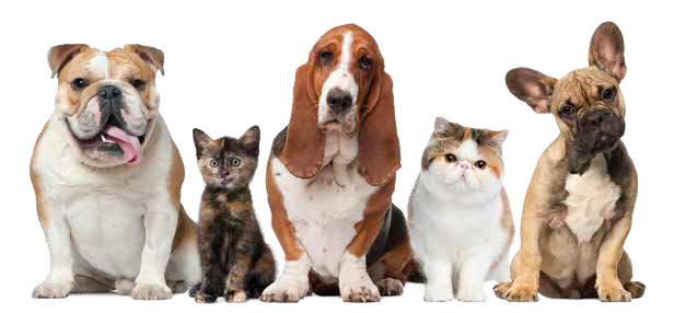 Pet Corner - Autumn Newsletter 2017
