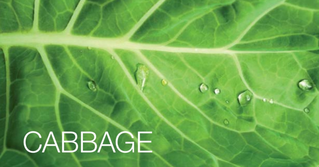 Cabbage