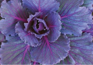 Red Cabbage