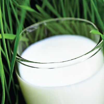 Our Digestion Process and Gut Health